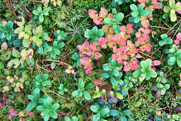 Plantes Forestières Sauvages Colorées Herbe Buissons Gros Plan Pour Fond — Photo