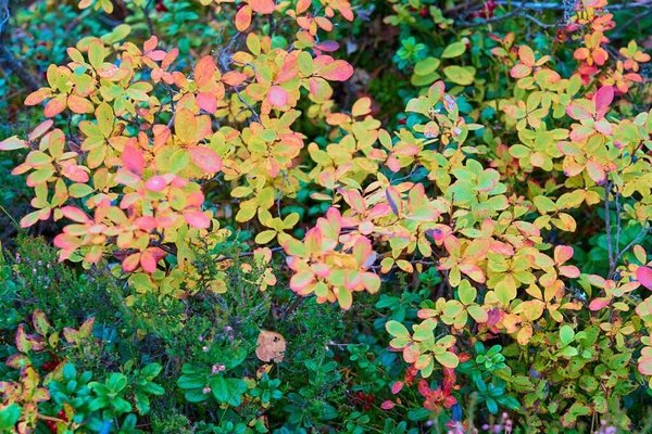 Plantas Florestais Selvagens Coloridas Grama Arbustos Closeup Para Abstrato Fundo — Fotografia de Stock