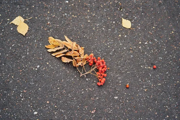 Ένα Κλαδί Ώριμου Κουκουναριού Κόκκινα Μούρα Και Κίτρινα Φύλλα Έχει — Φωτογραφία Αρχείου