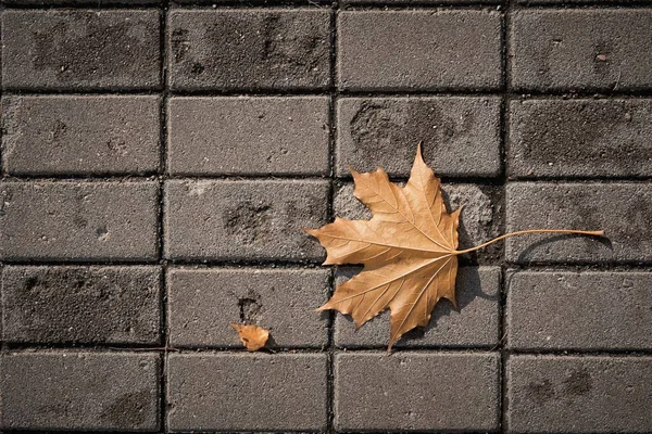 Uma Folha Amarela Velha Bordo Encontra Uma Calçada Pedra — Fotografia de Stock
