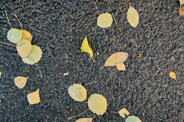 Fallen Old Yellow Foliage Black Wet Asphalt Abstract Background — Stock Photo, Image