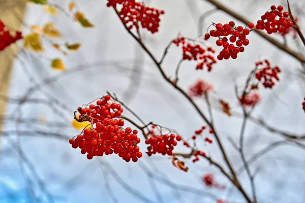 Trauben Roter Vogelbeeren Vordergrund Und Auf Zweigen Ohne Blätter — Stockfoto