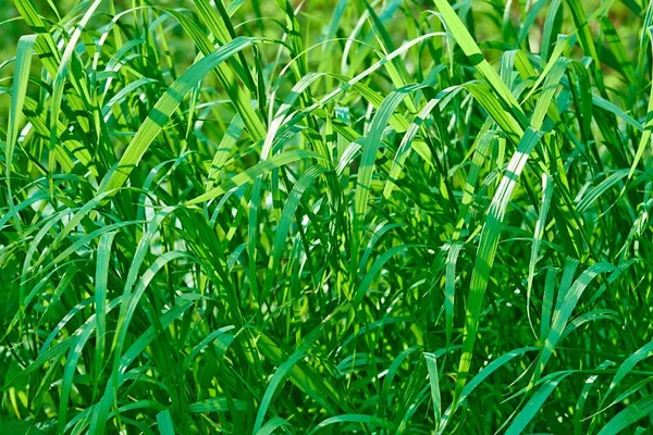 Grünes Gras Nahaufnahme Für Natürlichen Hintergrund Oder Für Tapeten — Stockfoto