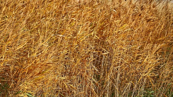 魅力的な自然の背景のための大きな茶色の乾燥した草 — ストック写真