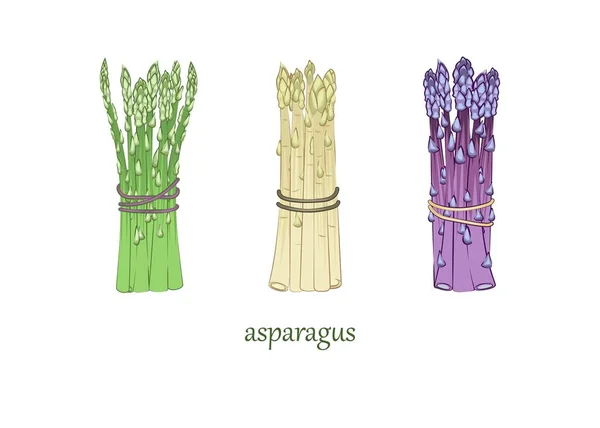 Nourriture Trois Types Asperges Sur Fond Blanc Échantillon Illustration Vectorielle — Image vectorielle