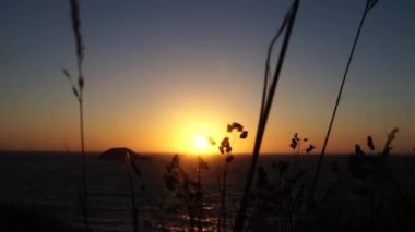 otlar, güneş ve Rüzgar