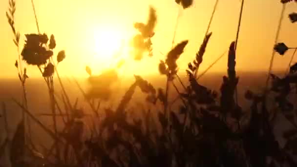 Солнце и ветер — стоковое видео