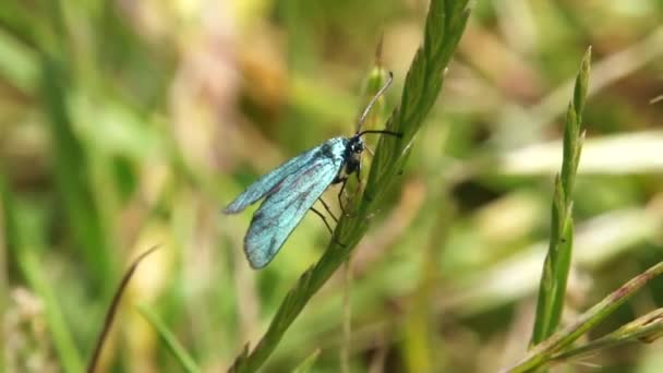 Miss Butterflies — Stock Video