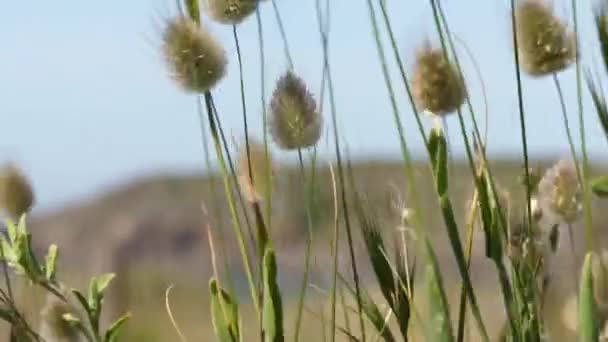 Hierbas y Viento — Vídeos de Stock