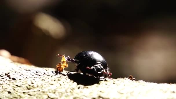 Beetle — Stock Video