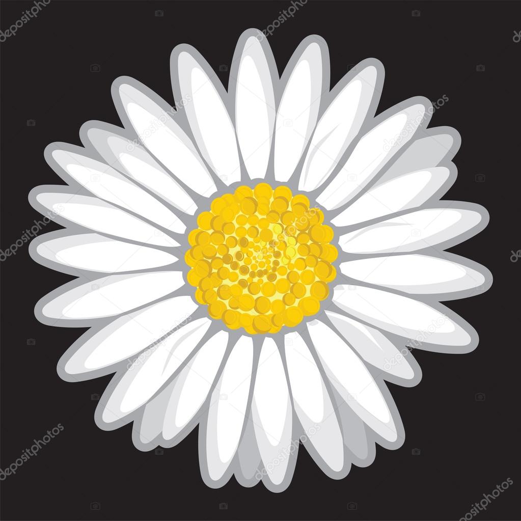 Daisy flower isolated on black