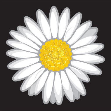 Daisy flower isolated on black clipart