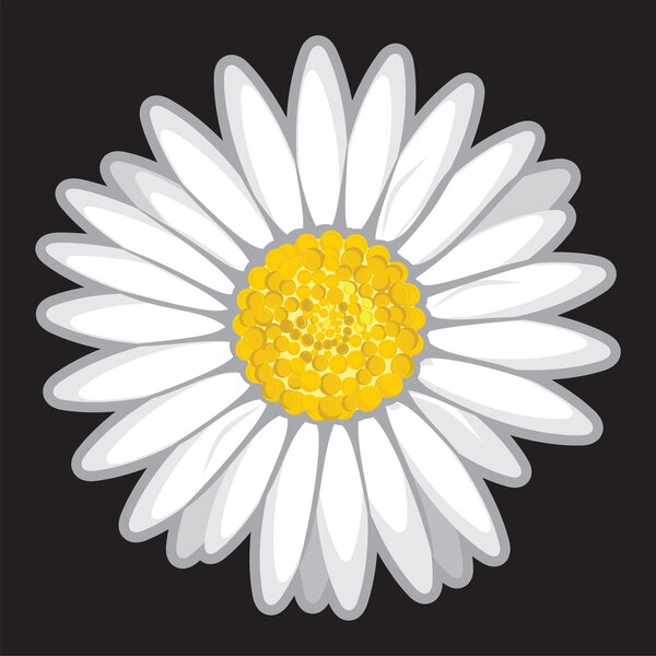 Daisy flower isolated on black