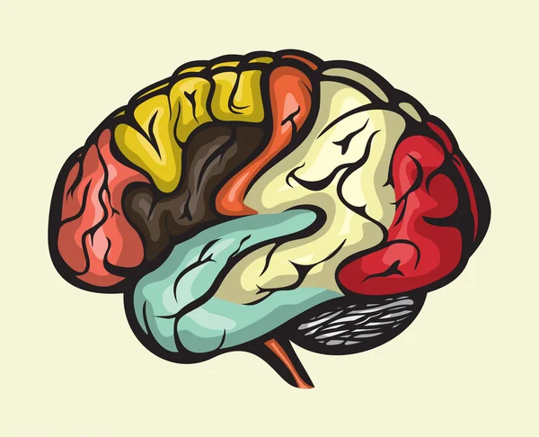 Vue latérale du cerveau humain — Image vectorielle
