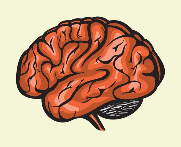 Menneskelig hjerne – Stock-vektor