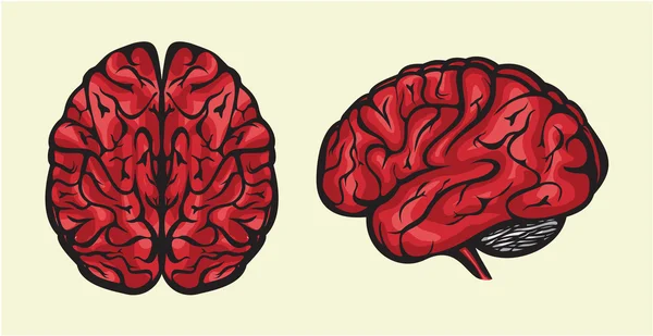 Cerebro humano — Archivo Imágenes Vectoriales