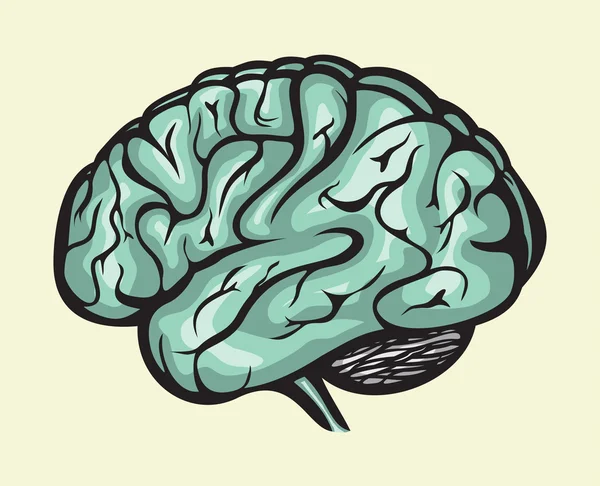 Human brain — Stock Vector