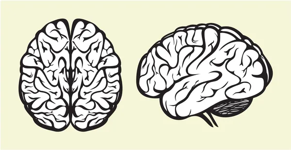 Ανθρώπινος εγκέφαλος — Διανυσματικό Αρχείο