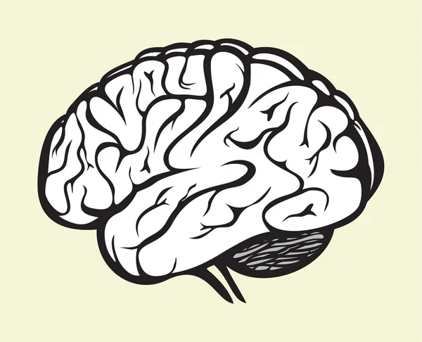 Human brain — Stock Vector