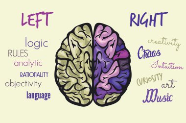 beyin fonksiyonları