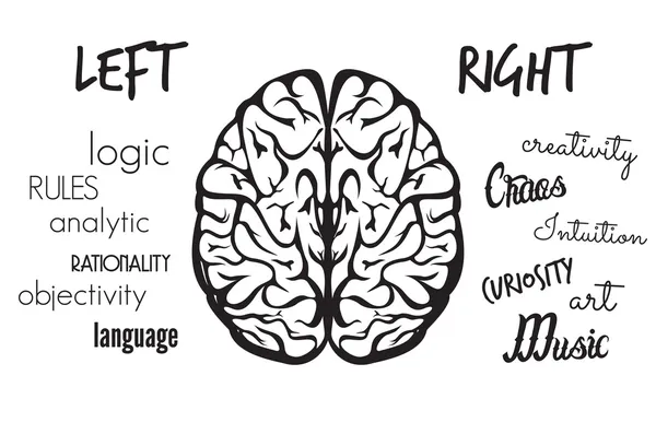 Función cerebral — Archivo Imágenes Vectoriales