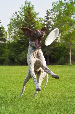 köpek frizbee sonra