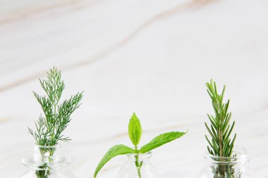 Yeşil dereotu, biberiye ve nane.