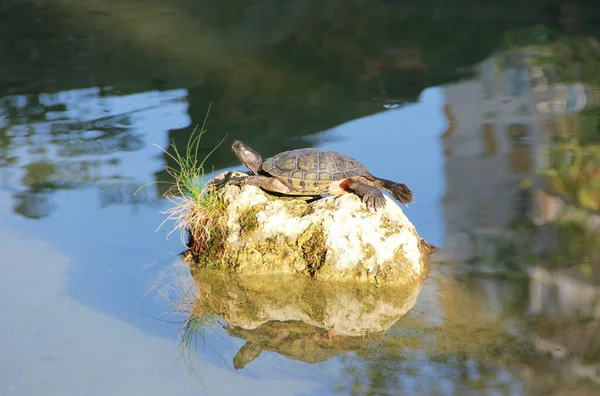 Braune Schildkröte Auf Einem Stein Liegend — Stockfoto