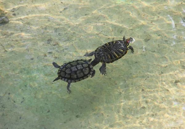 Tartarugas Marrons Nadando Lago — Fotografia de Stock