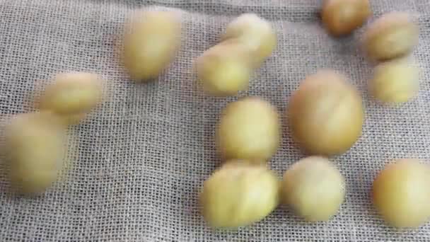 Runda Frukter Naturlig Gul Potatis — Stockvideo