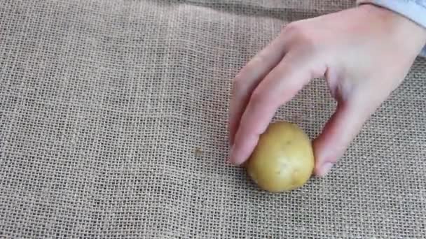 Runda Frukter Naturlig Gul Potatis — Stockvideo