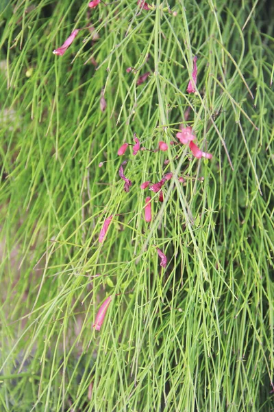 Kis Rózsaszín Virágok Zöld Leveleken — Stock Fotó