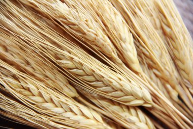 Bir demet olgun çavdar viskisi.