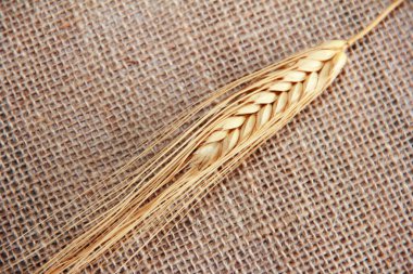 Tahıllı kuru buğday başakları