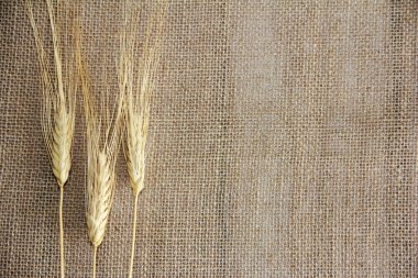 Tahıllı kuru buğday başakları