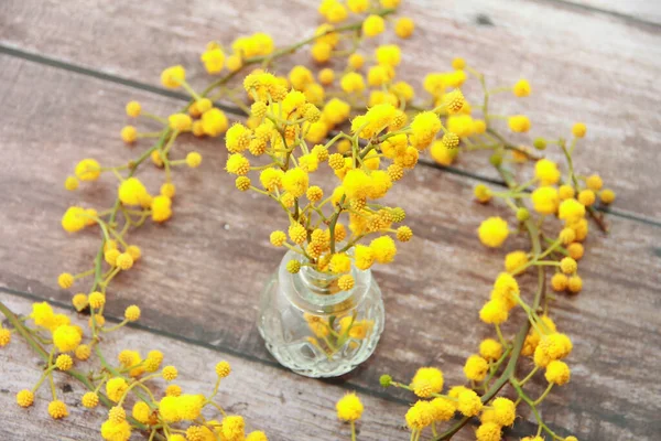Rama Mimosa Con Flores Amarillas Una Botella Decorativa — Foto de Stock