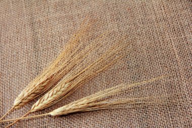 Kuru buğday ve taneli kulaklar