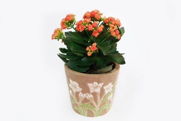 Flores Laranja Kalanchoe Com Folhas Verdes — Fotografia de Stock