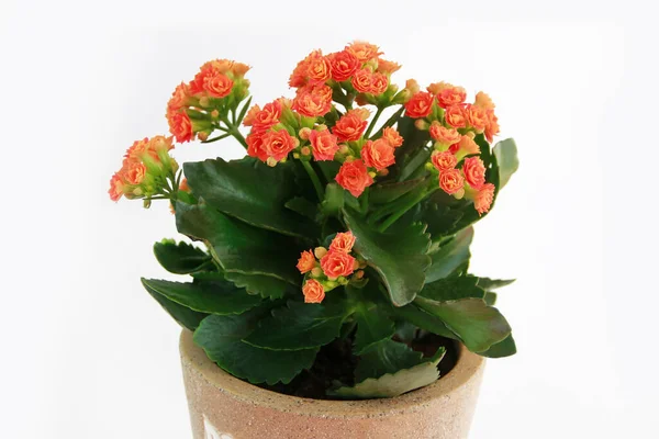 Flores Kalanchoa Naranja Con Hojas Verdes — Foto de Stock