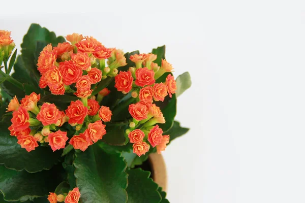 Flores Kalanchoa Naranja Con Hojas Verdes — Foto de Stock