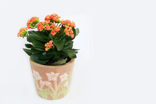 Flores Kalanchoe Naranja Con Hojas Verdes Sobre Fondo Blanco — Foto de Stock