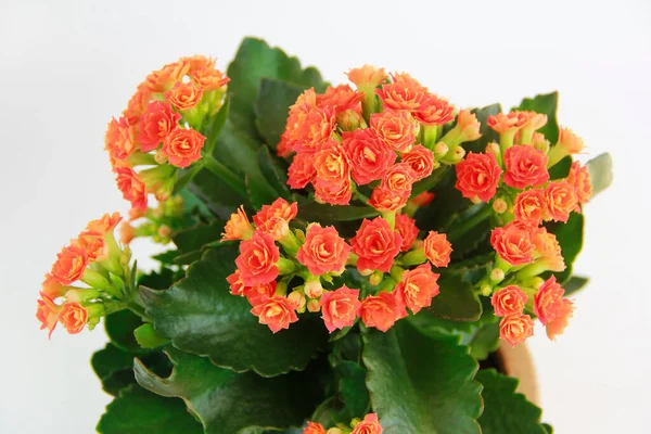 Orangefarbene Kalanchoe Blüten Mit Grünen Blättern Auf Weißem Hintergrund — Stockfoto