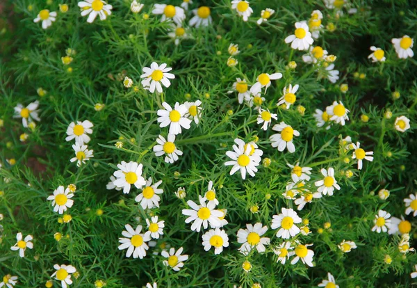 Small Flowers White Chamomile Background Green Leaves — 스톡 사진