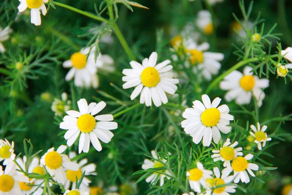 Small Flowers White Chamomile Background Green Leaves — 스톡 사진