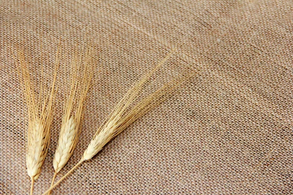 Kurumuş buğday taneli doğal kulaklar.