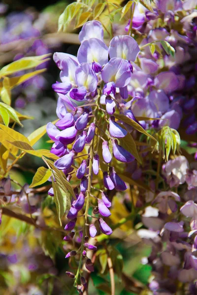 Piękne Małe Purpurowe Kwiaty Wisteria — Zdjęcie stockowe