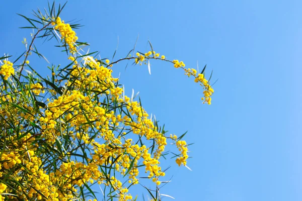 Hermosas Flores Mimosa Amarillas Sobre Fondo Azul Del Cielo — Foto de Stock