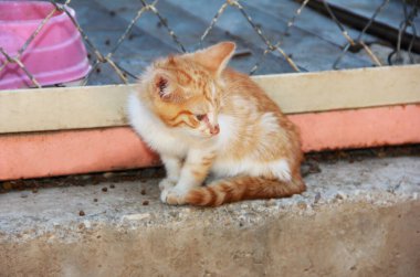 Kırmızı, kirli, üzgün, terk edilmiş kedi yavrusu dışarıda oturuyor.