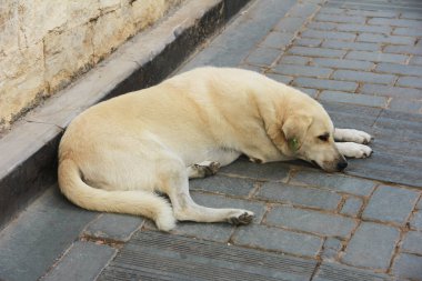 Başıboş, yalnız, üzgün, pis, sarı bir köpek yolda yatıyor.