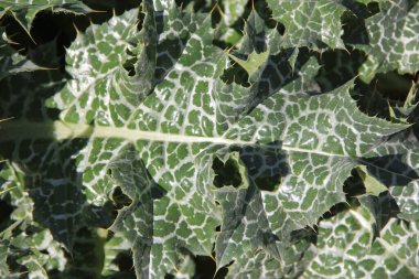 Parlak yeşil yaprakları ve beyaz damarları olan zehirli bir bitki.